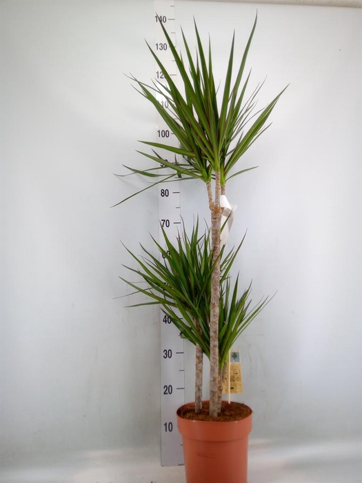 <h4>Dracaena marg.</h4>