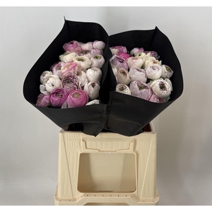 Ran Eleg Sup Strped White