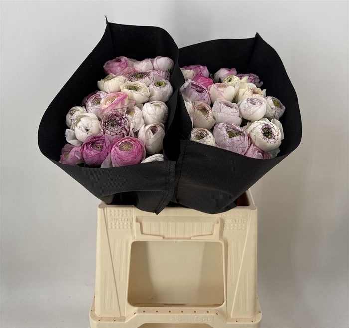 <h4>Ran Eleg Sup Strped White</h4>