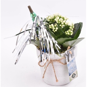 Cement pot wit met touw