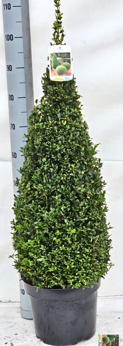 <h4>BUXU SE PYRAMIDALIS</h4>