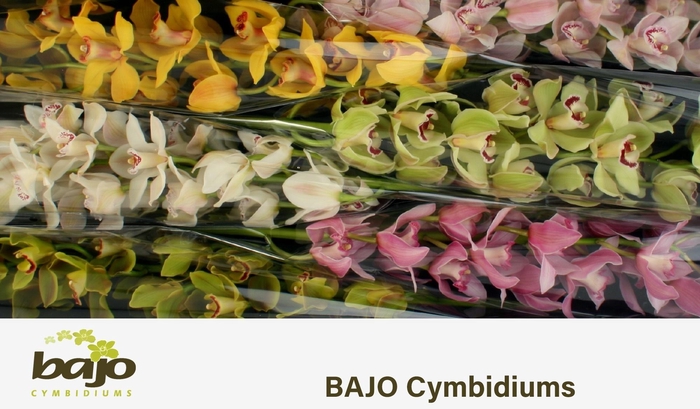 <h4>CYMB T GEM</h4>