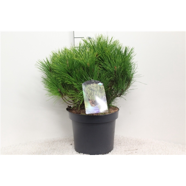 <h4>Pinus densiflora 'Alice Verkade' P26 potgedrukt</h4>