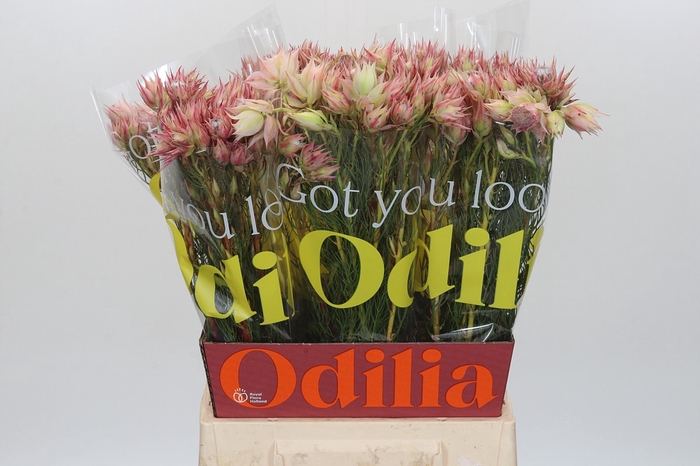 <h4>Blushing Bride Pink 2/5 Flowers</h4>