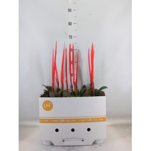 Vriesea  'Era'