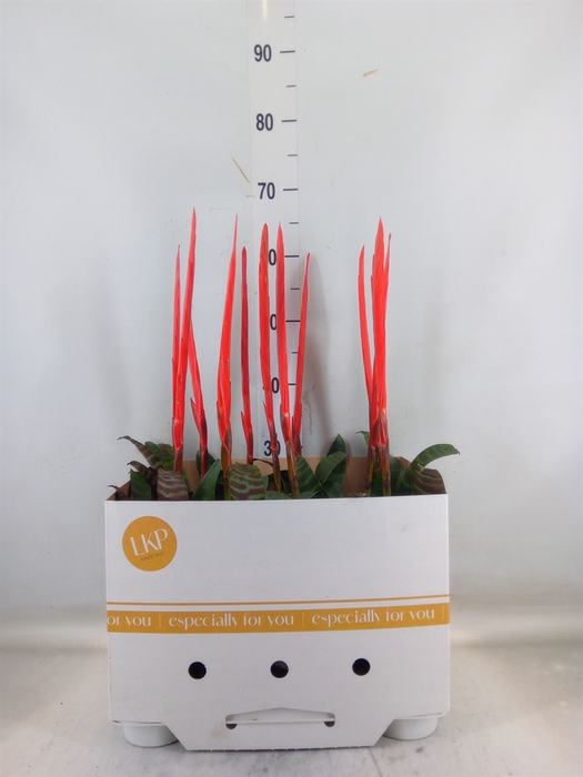 <h4>Vriesea  'Era'</h4>