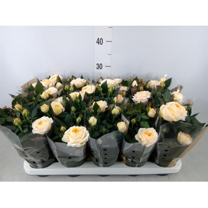 Rosa  'Belami Kordana'