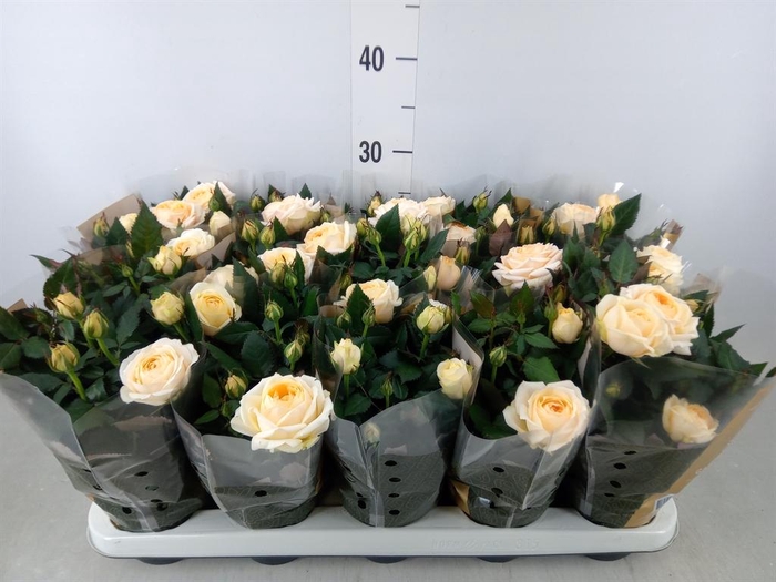 <h4>Rosa  'Belami Kordana'</h4>