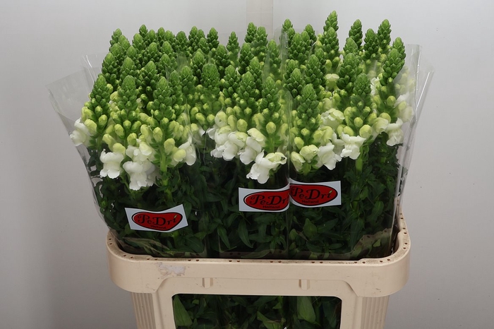 <h4>Antir Antibes White (pedri)</h4>