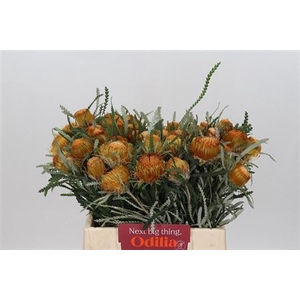 DRYANDRA FORMOSA