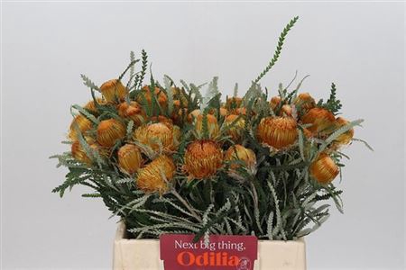 DRYANDRA FORMOSA