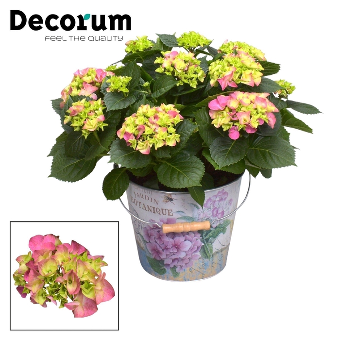 <h4>Hydrangea Bol Pink 7 - 12 kop in Bucket (Decorum)</h4>