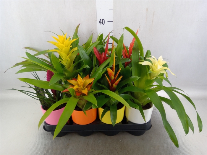 Bromelia   ...mix