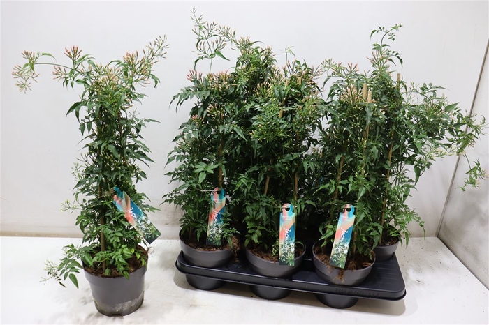 <h4>Jasm Polyanthum Wit</h4>