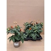 arr8 Tomatenplanten