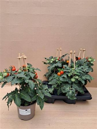 arr8 Tomatenplanten