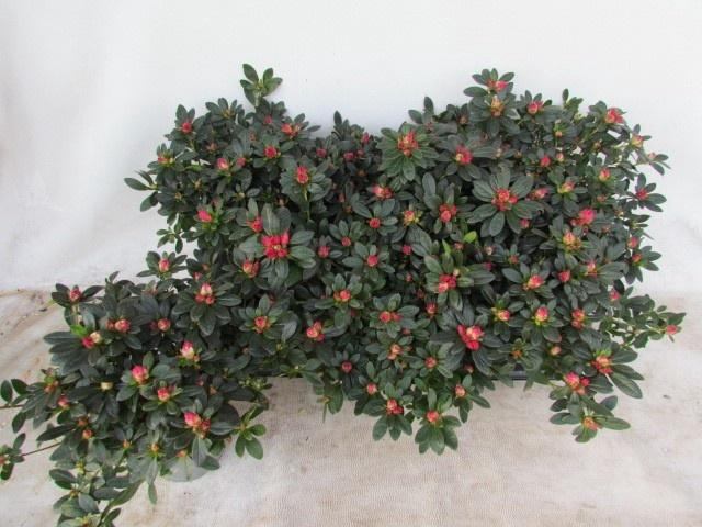 <h4>RHODO SI TAMIRA</h4>