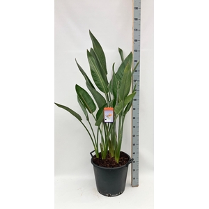 STRELITZIA REGIN BL