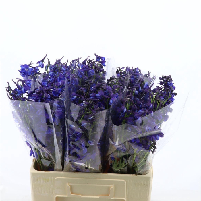 <h4>Delphinium Enkel Deldonna Blue</h4>