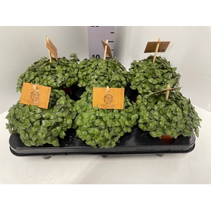 Callisia Turtle 10,5Ø 15cm