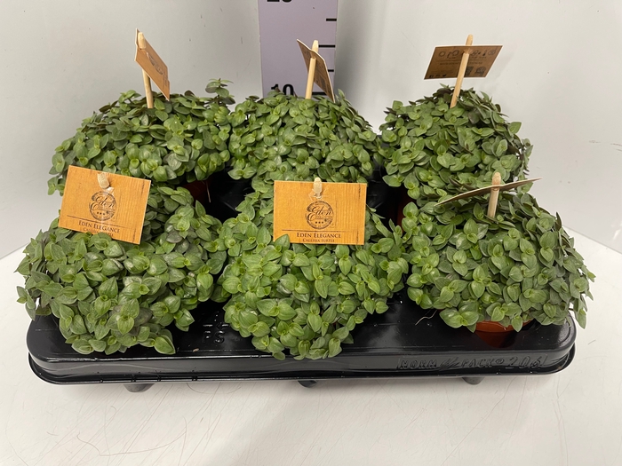 Callisia Turtle 10,5Ø 15cm