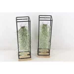 arr3 CP - Ijzer frame hang schelp