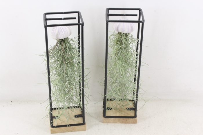 <h4>arr3 CP - Ijzer frame hang schelp</h4>