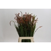 Crocosmia Red King