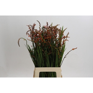 Crocosmia Red King