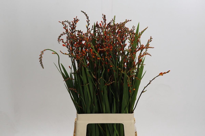 <h4>Crocosmia Red King</h4>