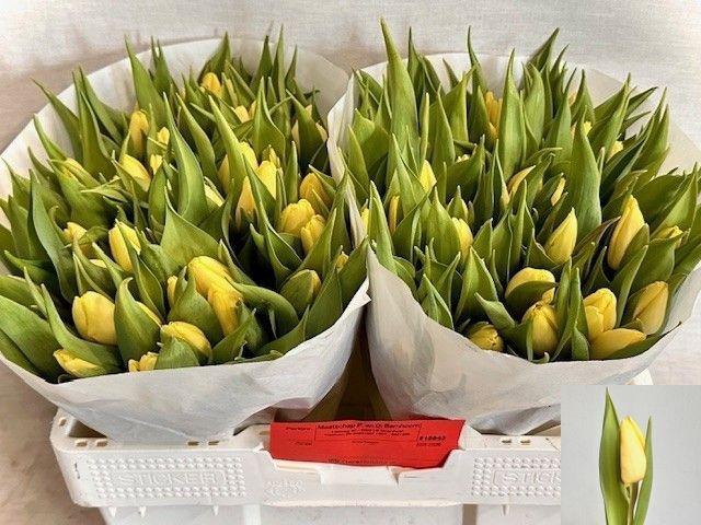 <h4>TU EN SUNNY PRINCE</h4>