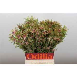 LEUCAD AYOBA ST PEAR