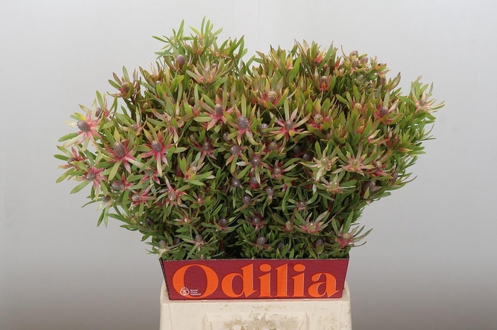 <h4>LEUCAD AYOBA ST PEAR</h4>