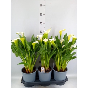 Zantedeschia  'Captain Fresco'