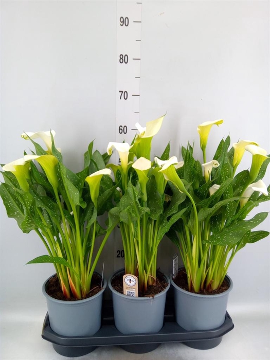 <h4>Zantedeschia  'Captain Fresco'</h4>