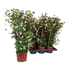 FUCHSIA OV
