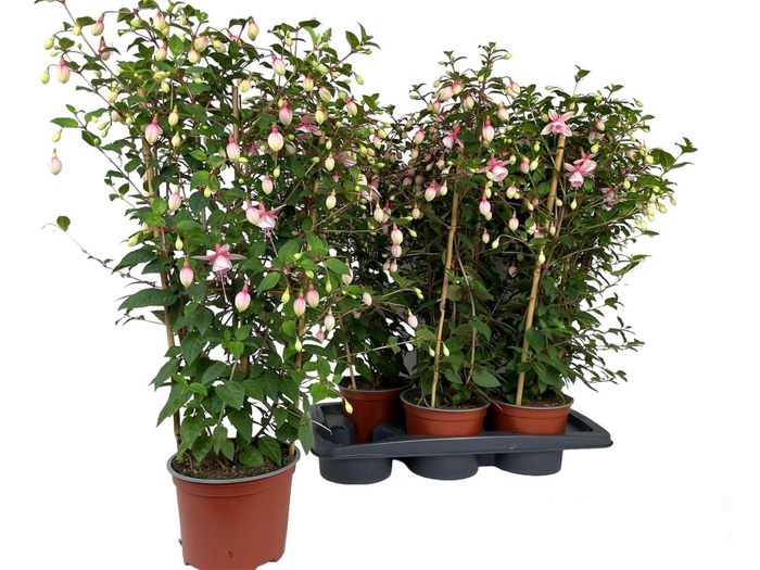 <h4>FUCHSIA OV</h4>