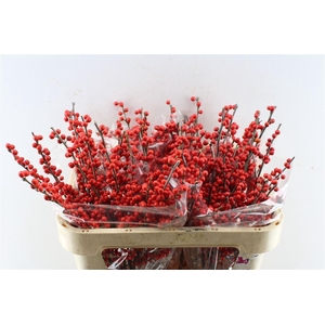 Ilex Verticilata Red X20