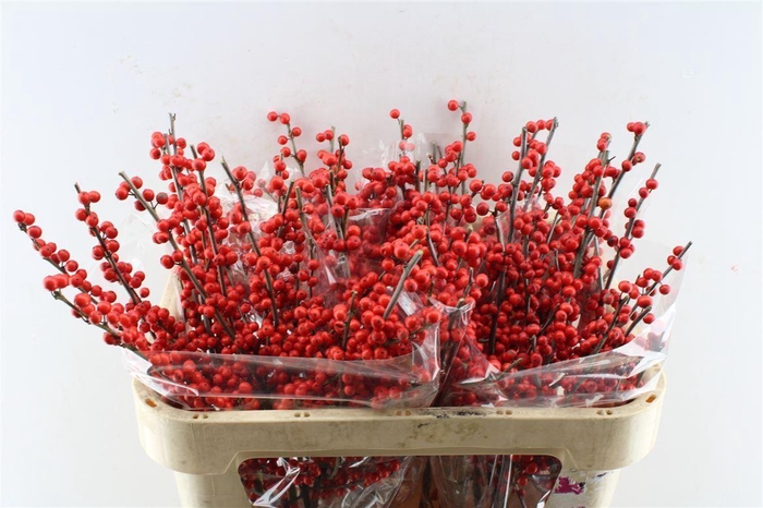 <h4>Ilex Verticilata Red X20</h4>