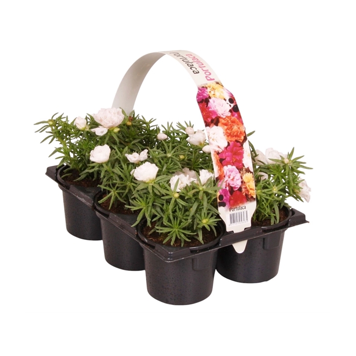 <h4>Portulaca wit 6p</h4>