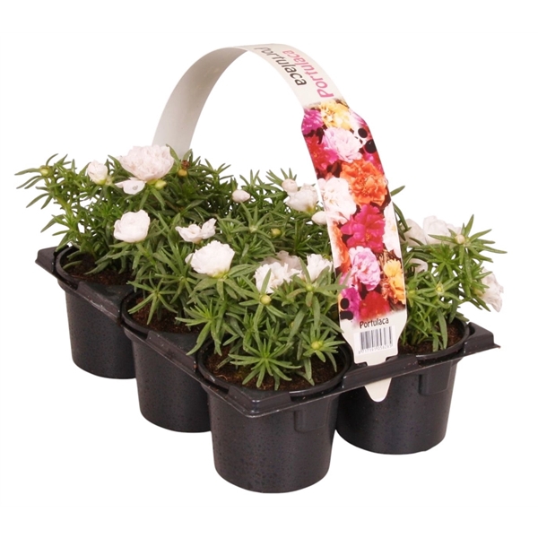 Portulaca wit 6p