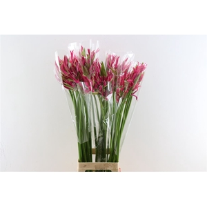 Nerine Pearl Of Cherry