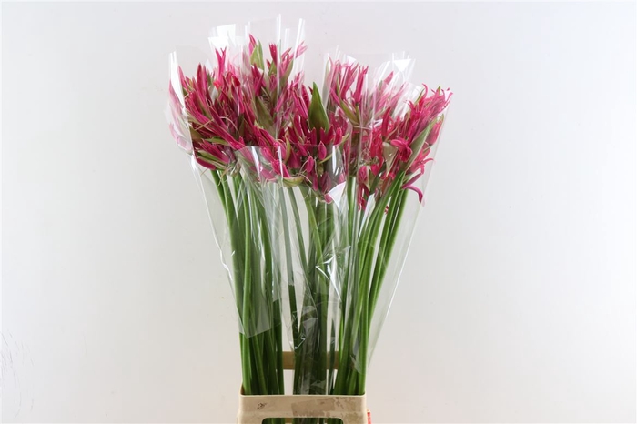 <h4>Nerine Pearl Of Cherry</h4>