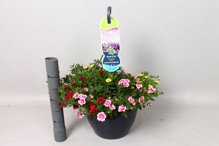 <h4>CALIB AL DO GEM</h4>