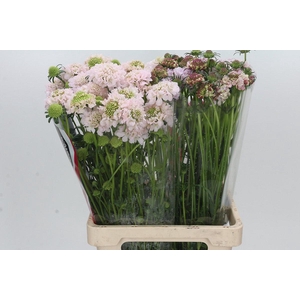 Scabiosa Scoop Strawberry