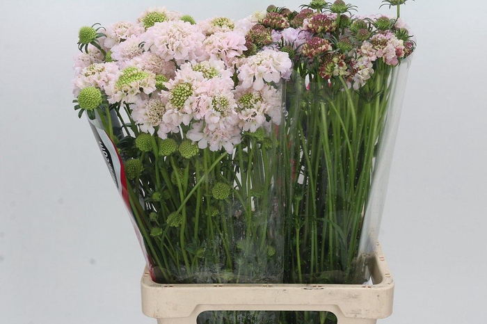 <h4>Scabiosa Scoop Strawberry</h4>