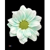 Chr T Kennedy Pastel Mint