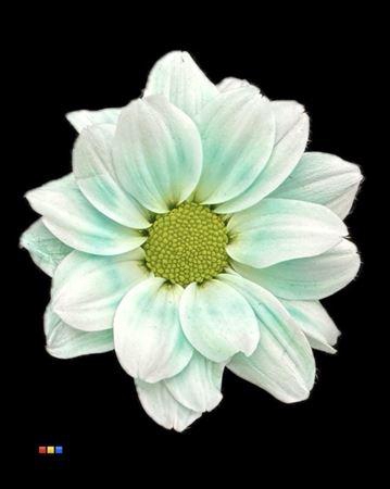 Chr T Kennedy Pastel Mint
