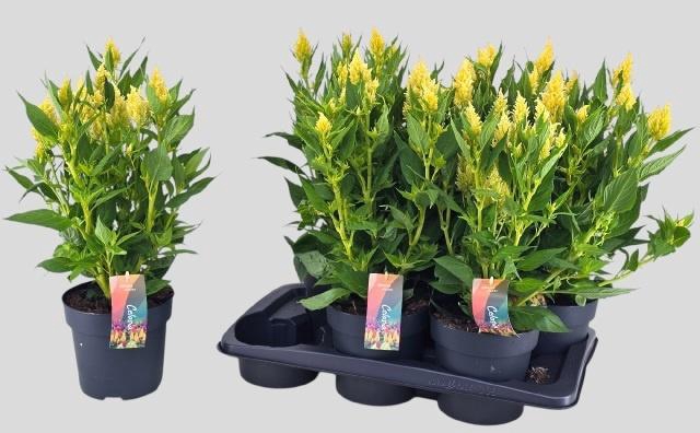 <h4>CEL PL KEL FIRE LIME</h4>