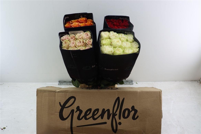 <h4>R Gr Mixbox Basic Needs</h4>